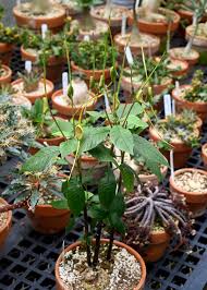 Image result for Dorstenia buchananii