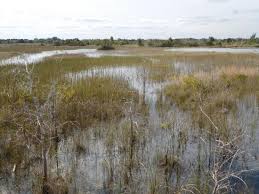 Drive west of rd #27 5 minutes park your vehicle at the sideway and get real glades wildlife. Chapel Trail Park Nature Preserve