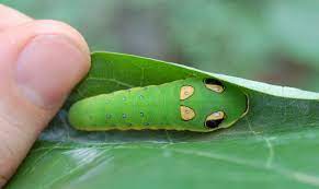 Caterpillar Eyespots: Life is stranger than fiction