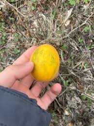 Image result for Cucumis aetheocarpus