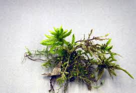 Image result for Monothecium