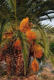 A friend asks if a beautiful palm has edible fruit: Green Palm Tree With Orange Fruits By Vincenzo Di Leo Photo Stock Snapwire