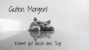 Guten Morgen Bilder Kostenlos Lustig Katze Montag Katzenhumor Lustige Katzenbilder Lustige Tiere
