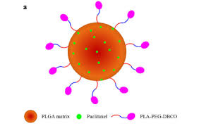 Peg is now increasingly being applied to the problems of tumour targeting, both in the context of the. Nsp S Functional Pla Peg Nh2 Was Used In Nanoengineering Of Mesenchymal Stem Cells Via Surface Modification For Efficient Cancer Therapy Nsp Functional Polymers Copolymers