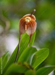Monkey Orchid (Dracula simia) in the ...