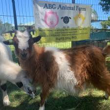 The book tells the story of a group of farm animals who rebel against their human farmer, hoping to create a society where the animals can be equal, free, and happy. Abc Animal Farm Home Facebook