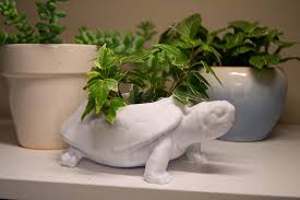 Pin On Terrarium