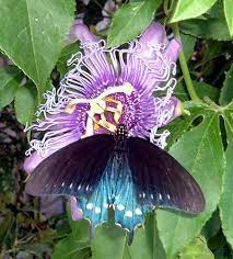 Pin On Butterflies ƹ ӂ ʒ ƹӝʒ ƹӝʒ Eyiz