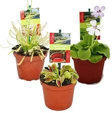 Plante d'int?rieur qui ?loigne les mouches. 21 Plantes Anti Mouche Jardin Et Plantes Fr