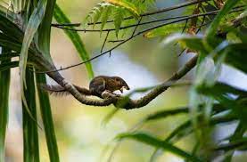 Keberadaan flora dan fauna di inggris. Persebaran Flora Dan Fauna Di Indonesia Barat Tengah Timur Salamadian