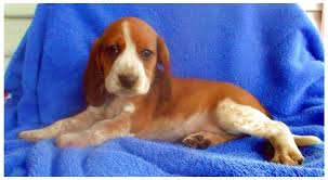 Earn points & unlock badges learning, sharing & helping adopt. Red Tick Beagle Puppies For Sale In Ohio