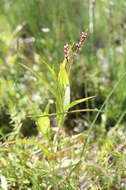 Image result for Persicaria decipiens