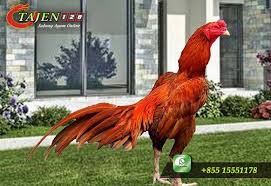 Daftar Harga Ayam Jago Termahal Dikalangan Para Peternak Sabung Ayam Banyak Sekali Ayam Ayam Yang Telah Juara Dan Di Jual Dengan Ayam Bangkok Jurassic World