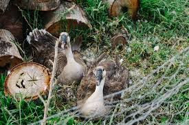 A Dozen Fascinating Facts About Goose Eggs - Fresh Eggs Daily® With Lisa  Steele