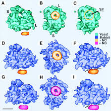 Maybe you would like to learn more about one of these? The Structure Of Ribosome Channel Complexes Engaged In Protein Translocation Sciencedirect