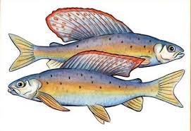 Can We Bring The Grayling Back To Michigan
