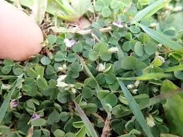 Image result for Grona triflora