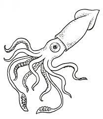 Did you know that the eyes of colossal squid are bigger than any other creature on earth? Squid Drawing Giant Squid Drawing Giant Squid