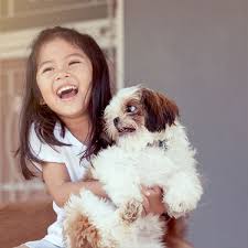 The puppy cut is one of the most popular shih tzu haircuts. Find Shih Tzu Puppies For Sale Breeders In California
