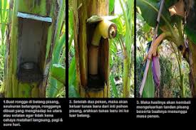 We did not find results for: Cara Mudah Buat Pisang Berbuah Dua Kali Akhirnya Diungkap Forumriau Com Berita Referensi Terkini