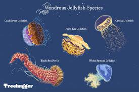 Image result for Jellyfish