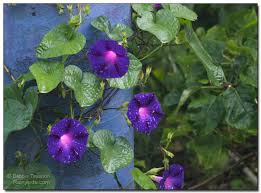 Image result for Hippocratea graciliflora