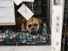 Petsense is america's hometown pet store and the leading provider of pet supplies and services in small markets throughout the country. California Forces Pet Stores To Sell Only Dogs And Cats From Shelters The New York Times