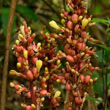 Image result for Renealmia