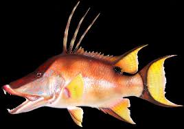 Black And White Striped Fish Florida Hogfish Taxidermy Mount Hogfish Marine Art Fish
