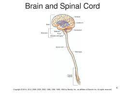 Subscribe to our free newsletters to receive latest health news and alerts to your email inbox. Nervous System And Behavioral Health Ppt Download