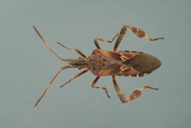 Leaf footed bugs are medium to large sized insects in the genus leptoglossus. Fact Sheet Leaf Footed Bug Citrus Pests