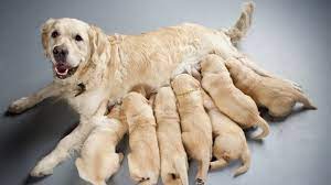 Another popular misconception is that dogs often have litters with 15 or 20 puppies in them or that they will have a dozen puppies every time they have puppies. How Many Litters Can A Dog Have Barking Royalty
