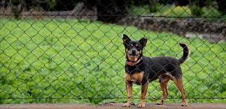 This forms the fabric's sharp part. Diy Dog Fence Ideas And Installation Tips 6 Best Cheap Designs