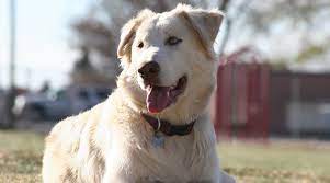 Husky Labrador Mix Huskador Breed Information Puppies More