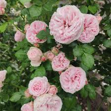 Image result for Gerrardina