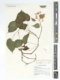 Image result for Faurea wentzeliana