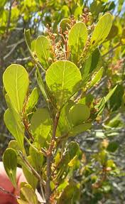 Image result for Searsia lucida