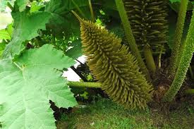 Image result for Gunnera