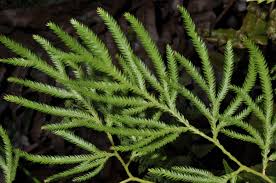 Image result for Lycopodiaceae