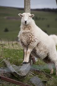 Proud Sheep Animals Beautiful Animals Cute Animals