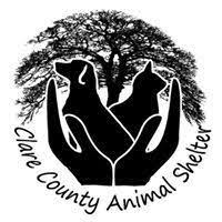Contact clare county animal shelter about adopting an animal that they shelter or foster care. Pets For Adoption At Clare County Animal Shelter In Harrison Mi Petfinder