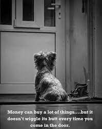 Pin By Greatergood On Animal Memes Dog Quotes Dog Life Pets