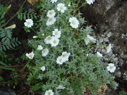 Image result for Cerastium