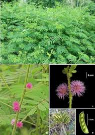 Image result for Mimosa diplotricha