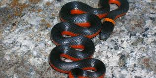 Averaging around 1.25 m (4 ft 1 in) in length, it has glossy black upperparts, bright red or orange flanks. Ring Necked Snake Burke Museum