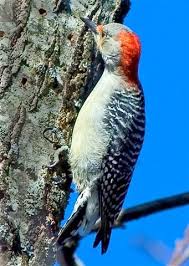Red Birds Of East Texas Pin On Birds