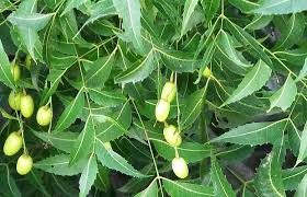 Neem is evergreen tree but in extreme drought conditions this tree may shed almost all its leaves. Neem Uses Benefits And Side Effects Neem Leaves Azadirachta Indica Neem Oil