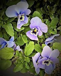 We did not find results for: Flowers 400 500 Pansy Spring Flowers Light Blue Violet Small Faces Garden Colorful Signs Of Spring Pikist
