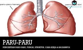 Membawa oksigen danmemindahkan karbondioksidake / dari system sirkulatori. Pengertian Paru Paru Fungsi Struktur Cara Kerja Bagian