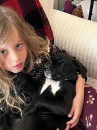 Lost Cat TINA Found in Greenville, SC